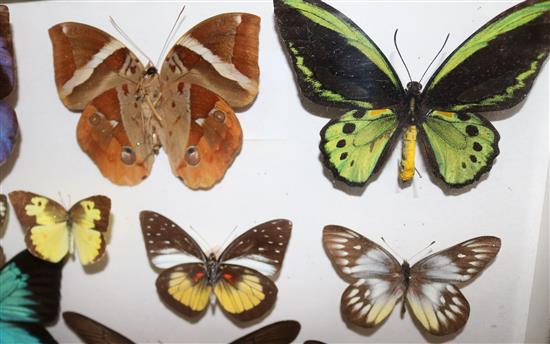A collection of various European and exotic butterflies housed in four glazed wooden case, largest case 18 x 18in.